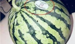 今日吃瓜 网红吃瓜,今日热门话题大揭秘